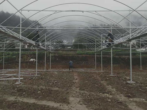 貴州銅仁18000平米薄膜連棟溫室大棚項(xiàng)目建成，助力現(xiàn)代農(nóng)業(yè)發(fā)展